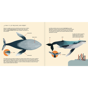 LA BALLENA JOROBADA