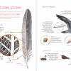VUELO DE PÁJAROS AMERICANOS
