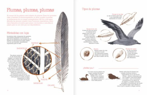 VUELO DE PÁJAROS AMERICANOS