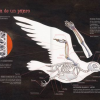 VUELO DE PÁJAROS AMERICANOS