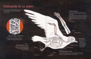 VUELO DE PÁJAROS AMERICANOS