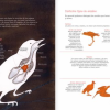 VUELO DE PÁJAROS AMERICANOS