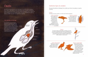 VUELO DE PÁJAROS AMERICANOS