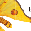BICHOS