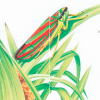 BICHOS