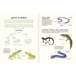 AGUA Y TIERRA ANFIBIOS Y REPTILES DE AMÉRICA