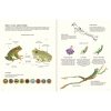 AGUA Y TIERRA ANFIBIOS Y REPTILES DE AMÉRICA