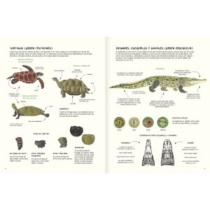 AGUA Y TIERRA ANFIBIOS Y REPTILES DE AMÉRICA