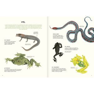 AGUA Y TIERRA ANFIBIOS Y REPTILES DE AMÉRICA