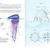 MISTERIOSAS MEDUSAS