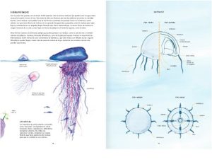 MISTERIOSAS MEDUSAS