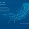 MISTERIOSAS MEDUSAS