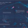 MISTERIOSAS MEDUSAS