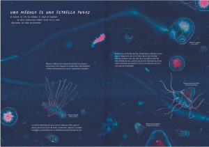 MISTERIOSAS MEDUSAS