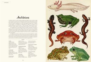 ANIMALIUM