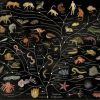 ANIMALIUM
