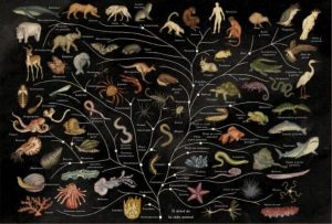 ANIMALIUM