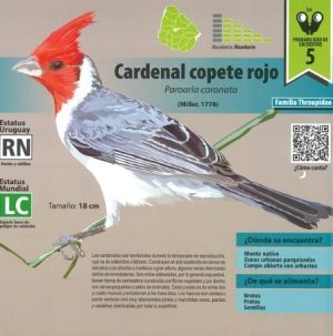 PAJARITOS EN URUGUAY 1