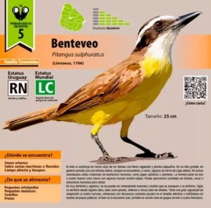 PAJARITOS EN URUGUAY 1