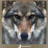 LOS ANIMALES SALVAJES 2